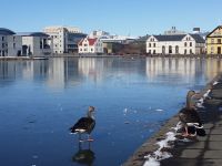 Исландская полиция занялась серыми отельерами
