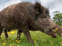 Дания: власти построят водный барьер от диких свиней-иммигрантов