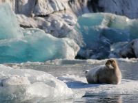 Норвегия простилась с тюленьим промыслом