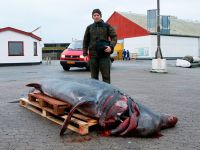Гигантские акулы возвращаются к берегам Дании?
