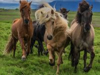 В Исландии откроют музей национальной породы лошадей (VIDEO)