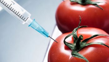 «Запрет» на запрет ГМО