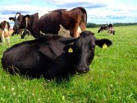 Датские коровы будут меньше загрязнять воздух