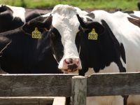 Дания: молочное животноводство на грани банкротства
