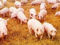 Дания: договор ЕС–США – катастрофа для датских свиноводов