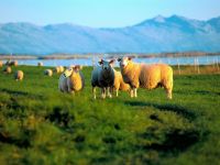 Норвегия: овцы на помощь турбизнесу