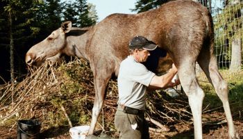 Швеция: лосиный сыр – один из самых дорогих деликатесов мира