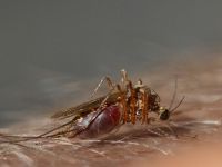 Швеция: 1000 евро лучшему в мире ловцу комаров