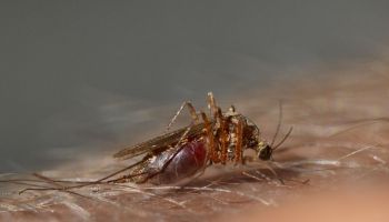 Швеция: 1000 евро лучшему в мире ловцу комаров