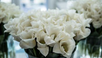 Финляндия: к 100-летию независимости страна получила в подарок «именной» сорт тюльпанов
