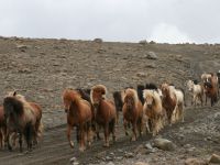 Исландия: своим лошадям только исландские имена