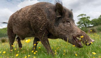 Дания: власти построят водный барьер от диких свиней-иммигрантов