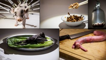 Швеция: в королевстве открылась выставка отвратительной еды