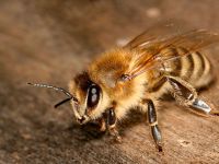 Финляндия: в стране выводят новую породу морозоустойчивых пчел