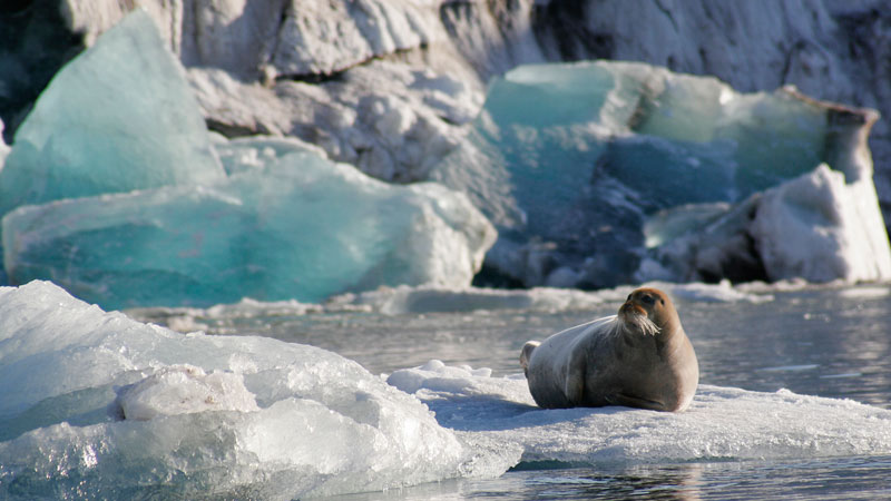 Норвегия простилась с тюленьим промыслом