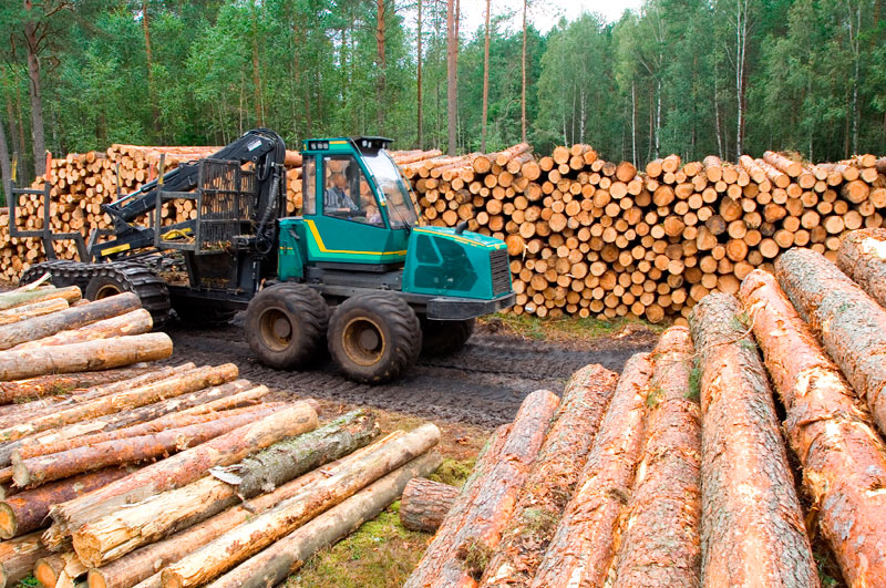 Стратегия развития лесной отрасли успешно выполнена