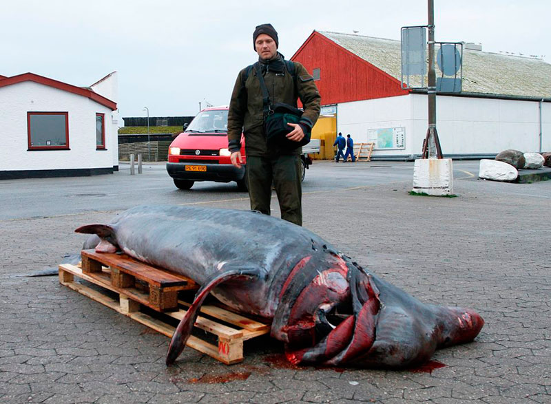Гигантские акулы возвращаются к берегам Дании?