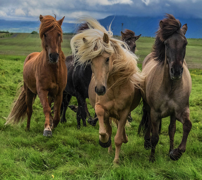В Исландии откроют музей национальной породы лошадей (VIDEO)