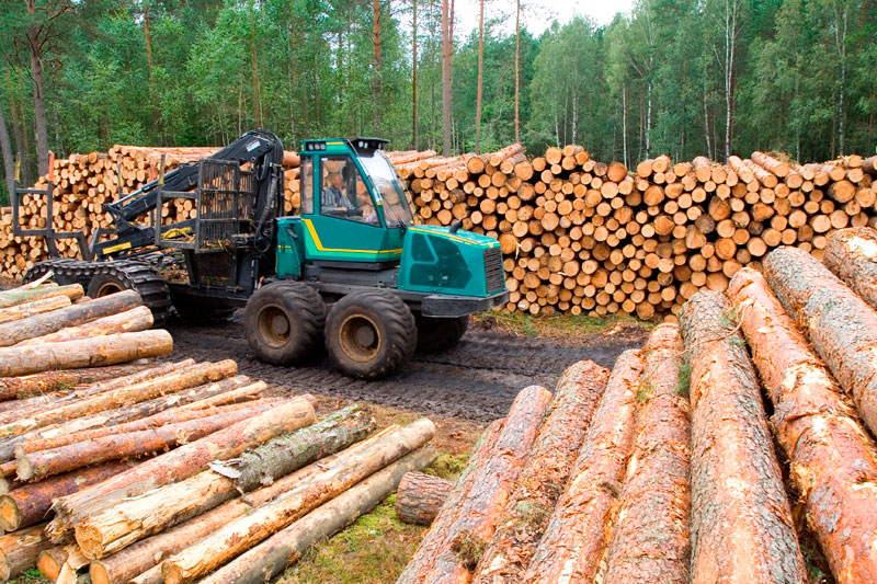 Лесная отрасль снова лидер по экспорту в Финляндии