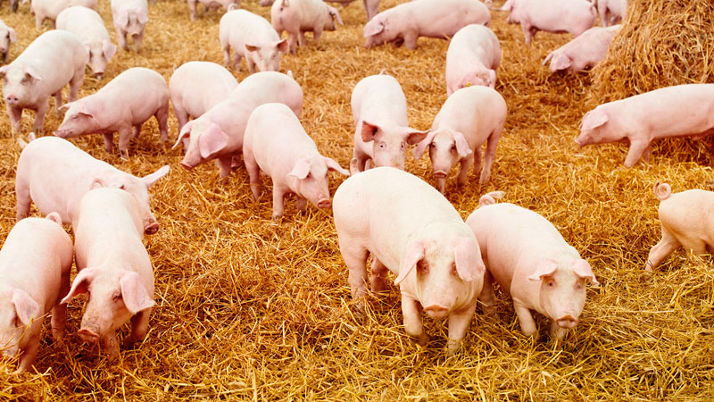Дания: договор ЕС–США – катастрофа для датских свиноводов