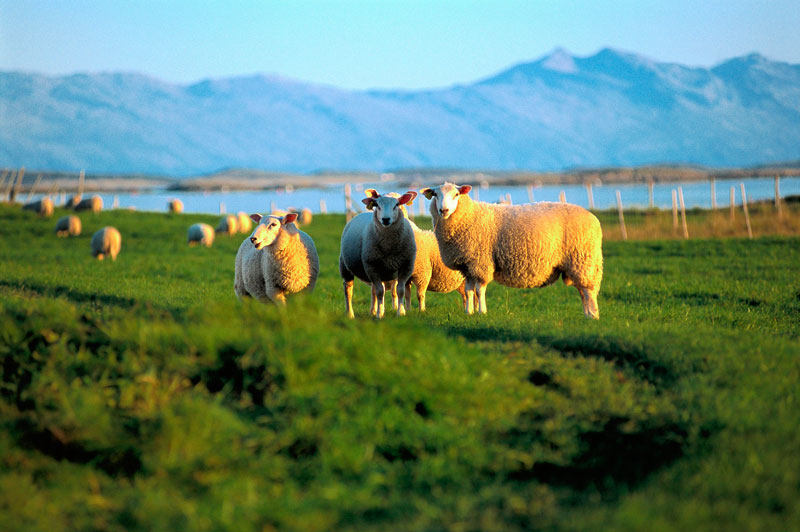 Норвегия: овцы на помощь турбизнесу