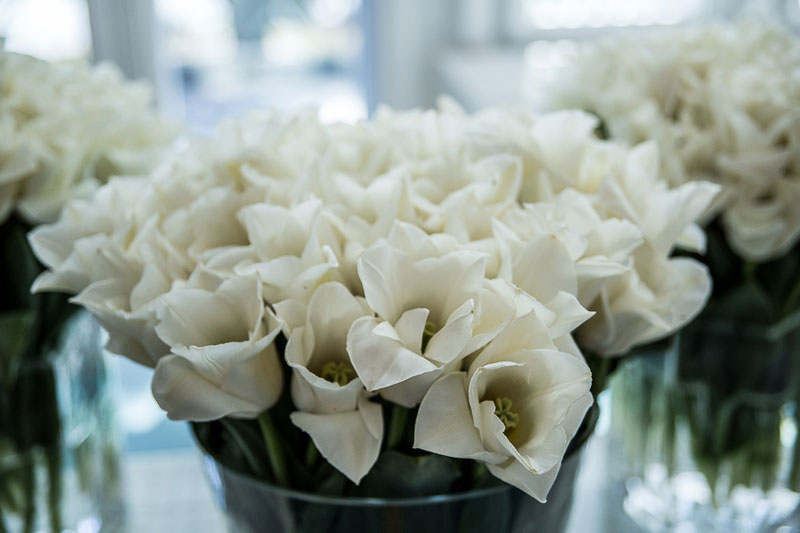 Финляндия: к 100-летию независимости страна получила в подарок «именной» сорт тюльпанов