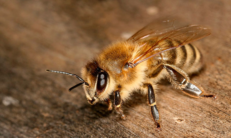 Финляндия: в стране выводят новую породу морозоустойчивых пчел